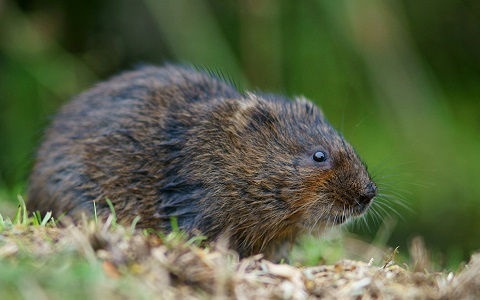 Plaga de ratas toperas en Galicia, Asturias y otras zonas del norte de España